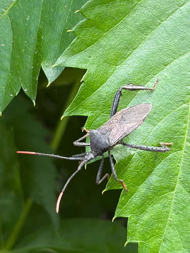 Acanthocephala terminalis