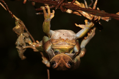 Gastrotheca cuencana