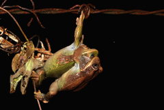 Gastrotheca cuencana