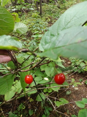 Cerasus