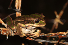 Gastrotheca cuencana