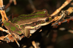Gastrotheca cuencana