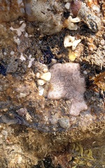 Aplousobranchia