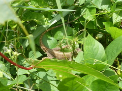 Agama