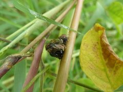 Insecta