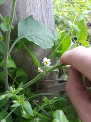 Solanum sarrachoides