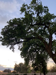Quercus lobata