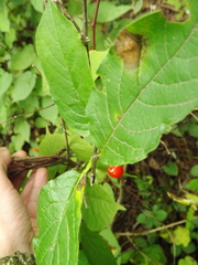 Cerasus