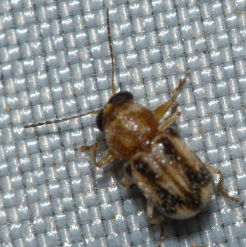 Pachybrachis connexus