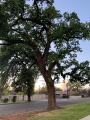 Quercus lobata