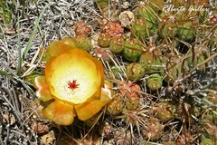 Maihueniopsis ovata