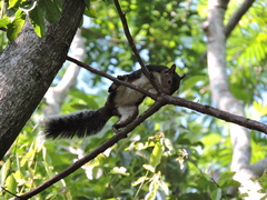 Sciurus variegatoides