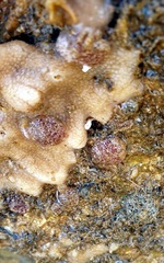 Synoicum bowerbanki