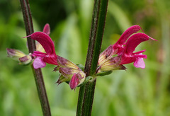Salvia hierosolymitana