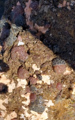 Synoicum bowerbanki