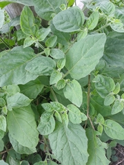 Solanum sarrachoides