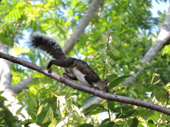 Sciurus variegatoides