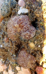 Synoicum bowerbanki