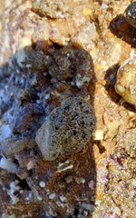 Synoicum sphinctorum