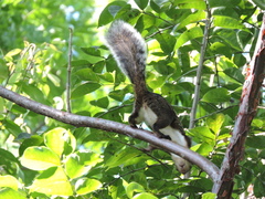 Sciurus variegatoides