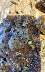 Synoicum sphinctorum