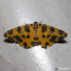 Pantherodes pardalaria