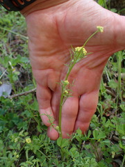 Sanicula tuberosa