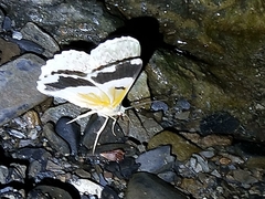 Pingasa ruginaria pacifica