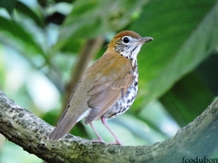 Hylocichla mustelina