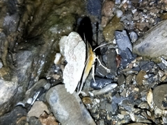 Pingasa ruginaria pacifica