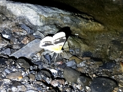 Pingasa ruginaria pacifica