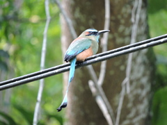 Eumomota superciliosa