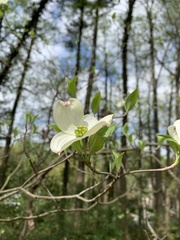 Cornus florida