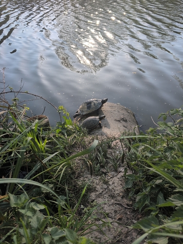 Trachemys scripta