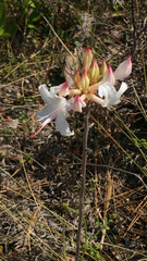 Rhododendron atlanticum