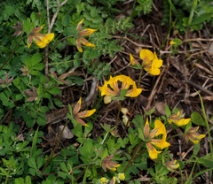Lotus longisiliquosus