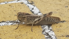 Locusta