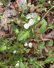 (c) Roger Rittmaster, some rights reserved (CC BY) Phacelia fimbriata, photograph (c) Roger Rittmaster, some rights reserved (CC BY)