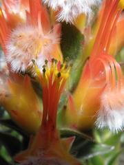 Mimetes capitulatus
