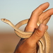 Namib Sand Snake - Photo (c) i_c_riddell, some rights reserved (CC BY), uploaded by i_c_riddell