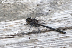 Phanogomphus spicatus