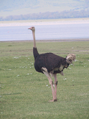 Struthio camelus massaicus