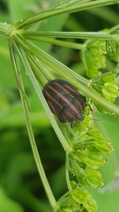 Graphosoma rubrolineatum