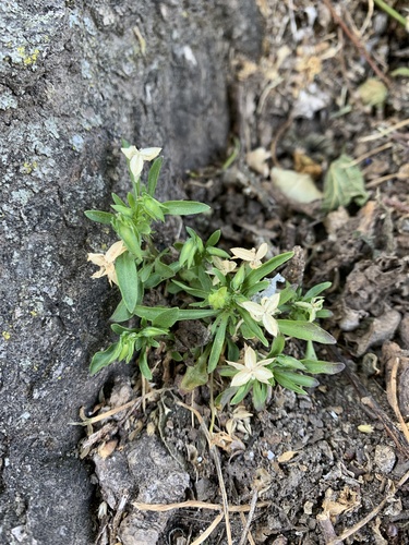 Viola rafinesquei, photograph 2