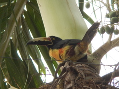 Pteroglossus torquatus