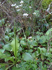 Micranthes californica