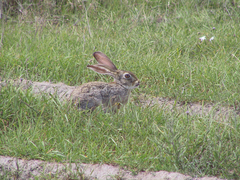 Lepus victoriae