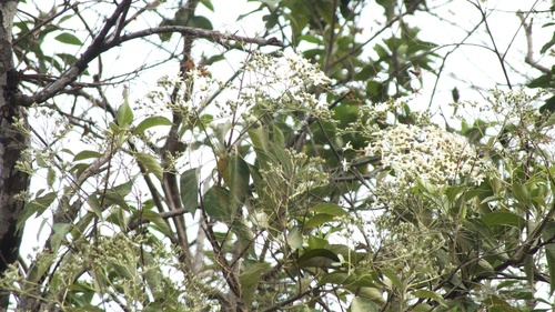 Cordia elaeagnoides, 2026-04-27