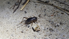 Velarifictorus