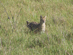 Leptailurus serval lipostictus